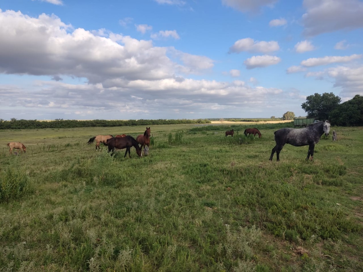 QUINTA SOBRE RUTA 3 IDEAL PARA EMPRENDIMIENTO RURAL